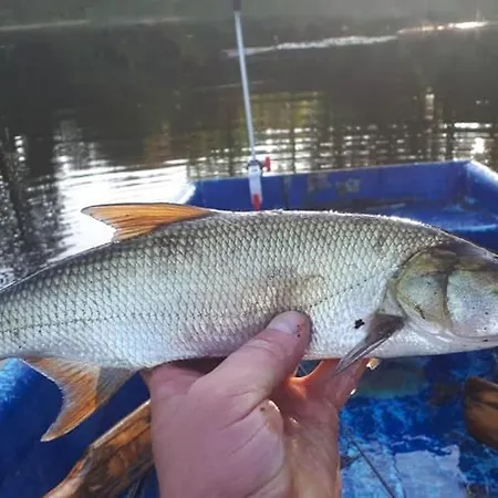 Farmház Gosciniec Pod Wegorzem Ołownik